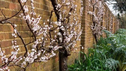 Apricot blossom against a wall in the Kitchen Garden at Ham House and Garden, London